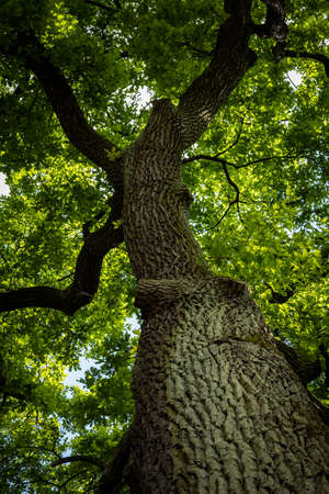 Close-up of oak tree trunk.
Daylight shining through the leaves.の写真素材