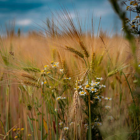 A closeup of barley ears and camomile flowers growing on the field. Sunny day, blue sky.の写真素材