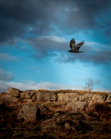 Common raven flying over the rocky mountain, Iceland. 
Blue sky, sunny day.の写真素材
