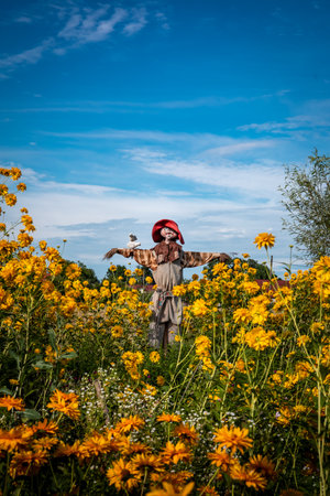 ZALIPIE, POLAND - August 1, 2021:
A funny scarecrow in the garden full of blooming orange flowers. Sunny, summer day.のeditorial素材