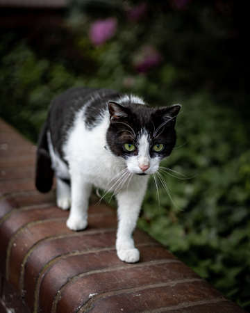 A black and white cat, walking on a brick wall. Moody, autumn day.