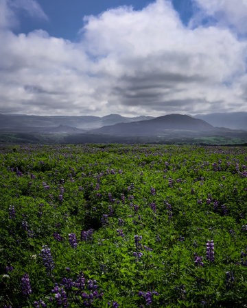 Green hills full of blooming lupine flowers. Icelandic summer landscape. Cloudy sky.の写真素材