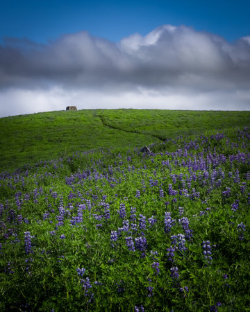 Green hills full of blooming lupine flowers. Icelandic summer landscape. Cloudy sky.の写真素材