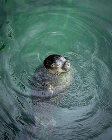 Young grey seal relaxing in a green water.