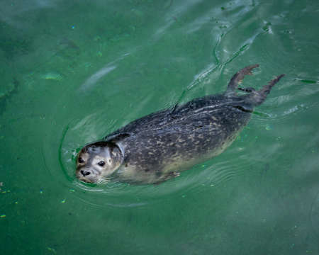 Young grey seal swimming in a green water.の写真素材