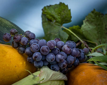 Close-upÂ  of a bunch of red grapes, lying on top of ripe yellow squash. Autumn vibes.