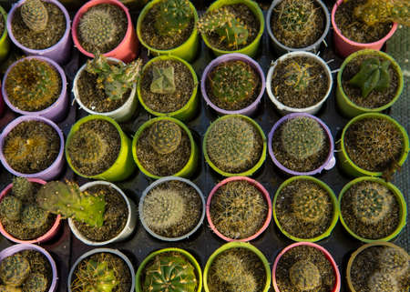 Mini cactuses in colorful pots as a background.の写真素材