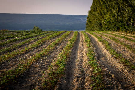 A strawberry field. Mountains and forest in background.の写真素材