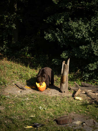 A brown bear in the forest, eating pumpkin.の写真素材