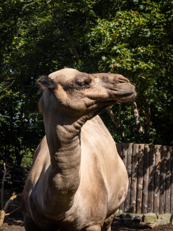Portrait of a camel in the zoo.の写真素材