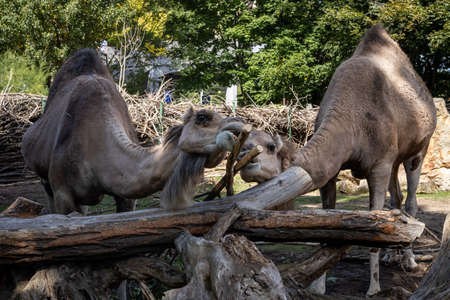 Two camels in the zoo.の写真素材