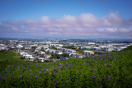 Hafnarfjordur, Iceland - July 17, 2021:
A city and coastline panorama, viewed from a hill. Lupine flowers in the foreground. Blue sky, pink clouds in the sky.のeditorial素材