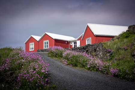 Hafnarfjordur, Iceland - July 17, 2021:
Three traditional red houses with white roofsÂ  in icelandic countryside. A path surrounded with violet heather flowers. Cloudy, gray sky.のeditorial素材