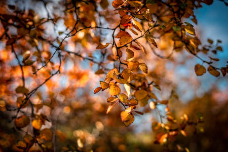 Closeup of a birch tree yellow and orange autumnal foliage, warm sunlight shining through the...