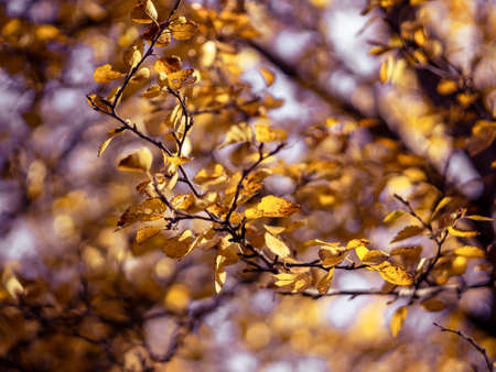 Autumnal foliage on a birch tree