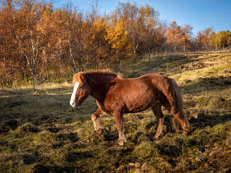 Chestnut coloured icelandic horse in the field. Sunny day, blue sky, autumn colours.の写真素材
