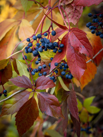 Ripe fruits and colourful leaves of Parthenocissus plant in autumn.の写真素材