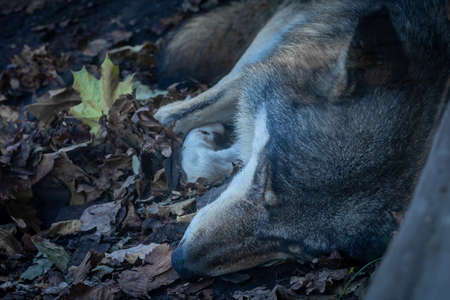 Close-up of a head of a sleeping grey wolf.の写真素材