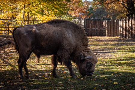 Adult male european bison in the zoo. Autumn, sunny day.の写真素材