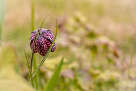 Spring background with purple chess flower (snake's head). Copyspace, shallow field of depth.の写真素材