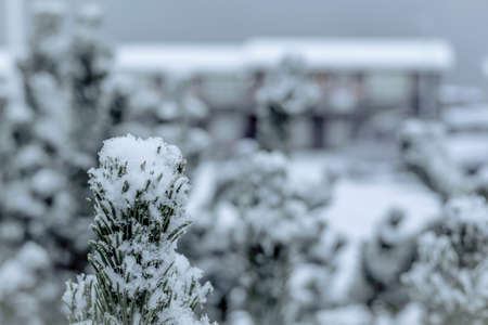 Pine tree branches covered with snow. Residential houses in the blurred background.の写真素材