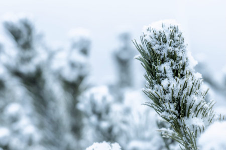 Winter background with a pine tree twig covered with snow.の写真素材