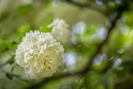 Blooming white viburnum flowers on a blurred, green background.