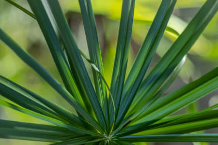Green papyrus leaf as background. Closeup photo.の写真素材