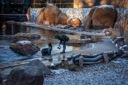 Wroclaw, Poland - December 27, 2021:Â  A zookeeper feeding african fur seals (Arctocephalus) at the pool in the zoological garden.のeditorial素材