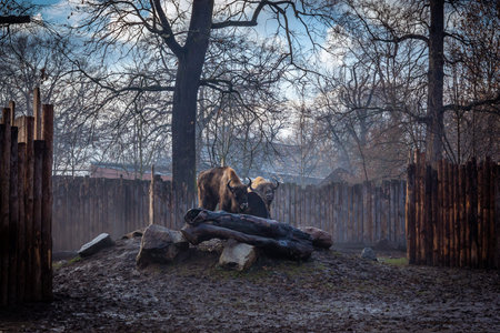 Two adult european bisons in the zoo. Foggy winter day.