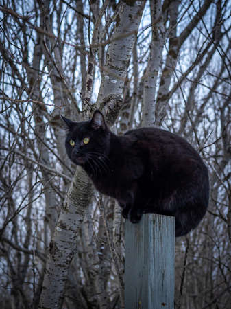 A black cat sitting on a wooden fence post. Winter day, no people.の写真素材