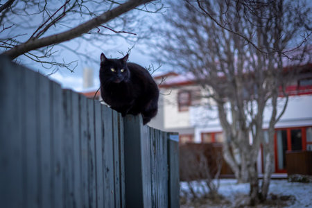 A black cat sitting on a white wooden fence. Winter day, no people, bare trees in background.の写真素材
