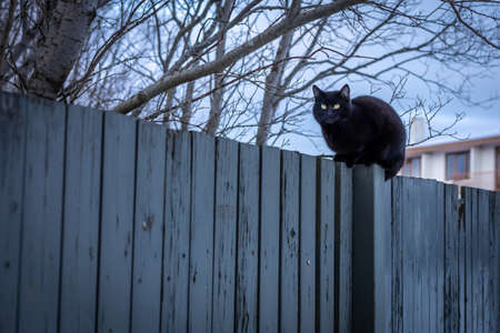 A black cat sitting on a white wooden fence. Winter day, no people, bare trees in background.の写真素材