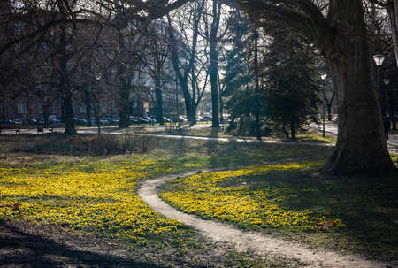 Beautiful yellow carpet of winter aconite flowers (Eranthis hyemalis), blooming in springtime in the Slowacki park on Wroclaw, Poland.の写真素材