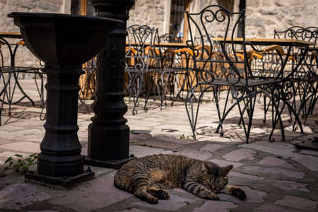 A brown cat sleeping on a stone pavement in the street in the old town of Kotor, Montenegro. Empty tables and chairs of a cafÃ© and a stone medieval architecture in background.の写真素材