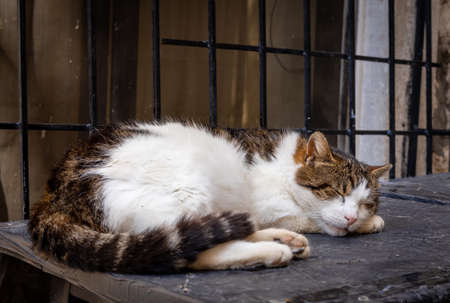 A brown and white cat sleeping on a stone wall in the old town of Kotor, Montenegro.の写真素材