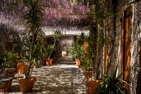 Wisteria flowers blooming in a garden in the city of Sorrento Italyの写真素材