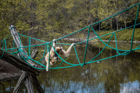 A white-cheeked mother gibbon carrying a child, climbing the rope bridge over the pond, surrounded...