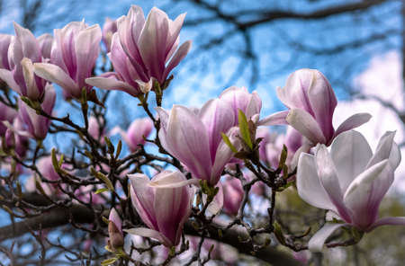 Close-up photo of beautiful pink magnolia flower blooming on the tree in springtime. Background with copyspace.の写真素材
