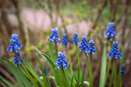 Blue muscari flowers (grape hyacinth, Muscari aucheri) blooming in the garden in the springtime.