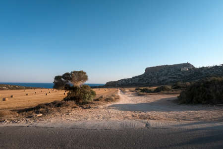 Scenic landscape of Cyprus coastline in Cape Greco area. Single tree in foreground, round bales of hay in the field, blue sea in background.の写真素材