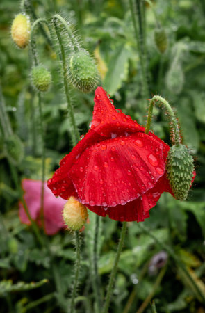 A blurred green background with a red poppy (Papaver rhoreas) flower, wet after rain.の写真素材