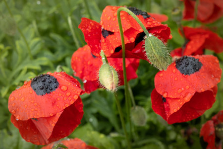 Red poppy flowers with black spots (Papaver commutatum 'Ladybird") wet after rain, blooming in the garden.の写真素材