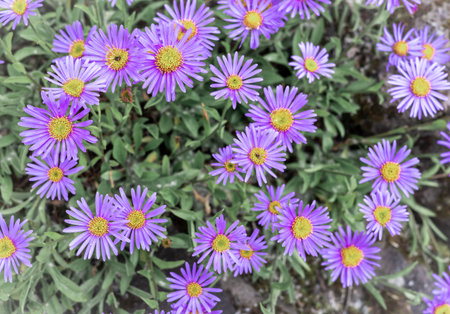 Aster himalaicus numerous purple flowers with yellow centers, blooming in the garden.の写真素材