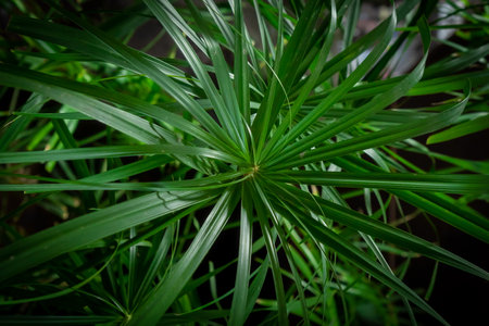 Green papyrus leaf as background. Closeup photo.の写真素材
