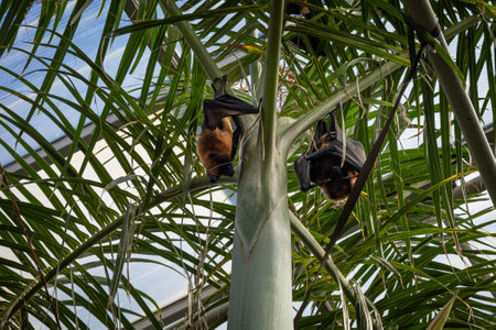 Bat hanging on a palm treeの写真素材