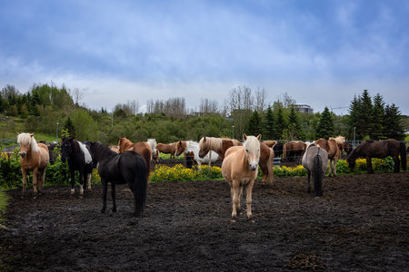 A herd of icelandic horses outdoors in the paddock.の写真素材