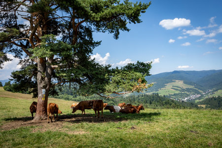 A herd of cattle resting in the shadow under the tree in Pieniny mountains, Poland.の写真素材