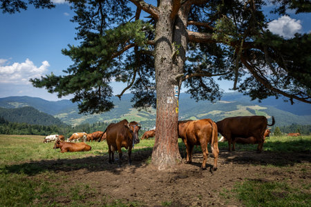 A herd of cattle resting in the shadow under the tree in Pieniny mountains, Poland.の写真素材