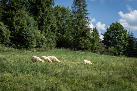 A flock of sheep in a green grazing field in Jaworki, Pieniny mountains, Poland.の写真素材
